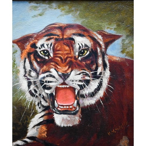 713 - H M Smith - Study of a snarling tiger, oil on board, signed lower right, 28 x 25 cm