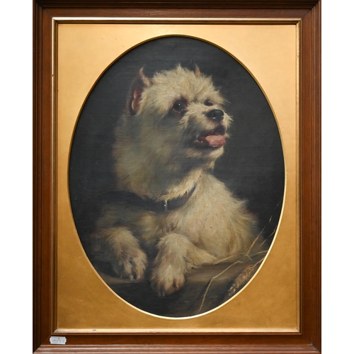 765 - Early 20th century English school - Study of a white Yorkshire Terrier,  oil on canvas, 42 x 31 cm (... 