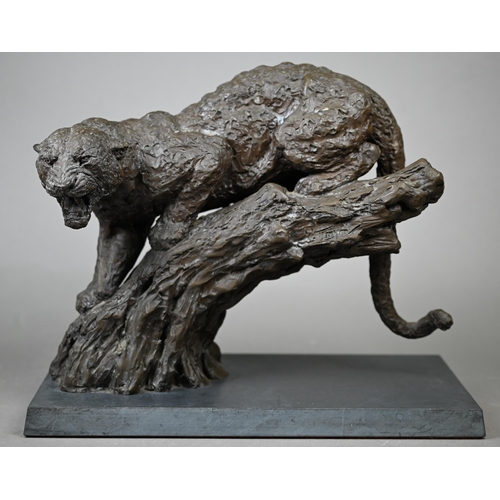 855 - William Timym - A sculpture of a leopard, resin bronze by Hereditives Century Collection no 49/100 o... 