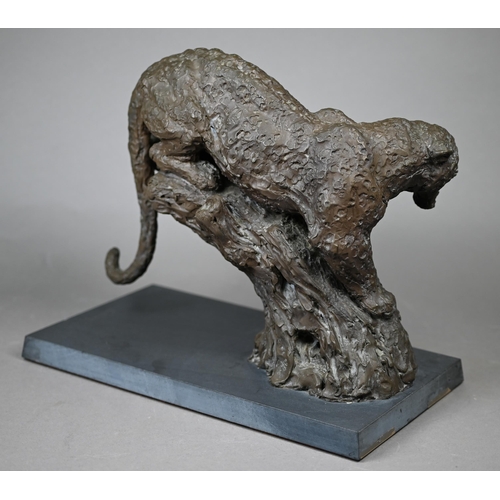 855 - William Timym - A sculpture of a leopard, resin bronze by Hereditives Century Collection no 49/100 o... 