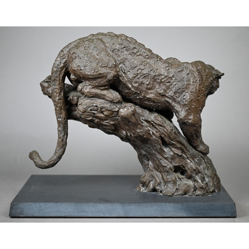 855 - William Timym - A sculpture of a leopard, resin bronze by Hereditives Century Collection no 49/100 o... 