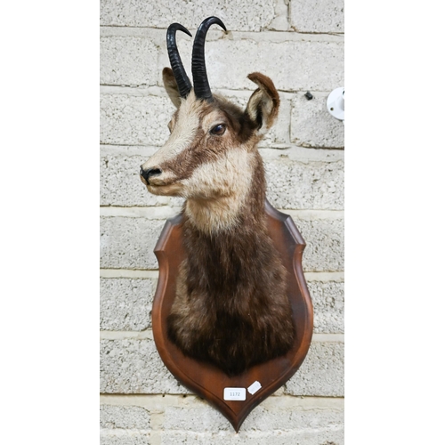 1172 - Taxidermy - A chamois head on stained wood shield, 70 cm high approx