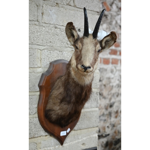 1172 - Taxidermy - A chamois head on stained wood shield, 70 cm high approx