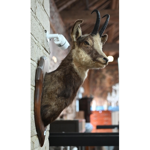 1172 - Taxidermy - A chamois head on stained wood shield, 70 cm high approx