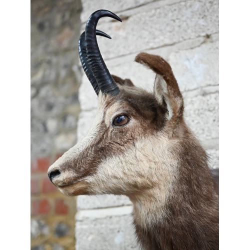 1172 - Taxidermy - A chamois head on stained wood shield, 70 cm high approx