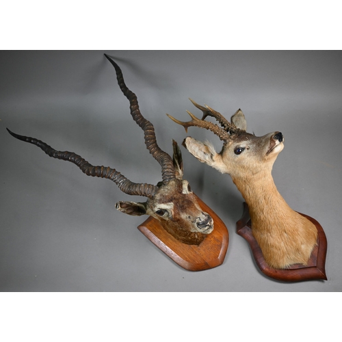 1173 - Taxidermy - An Indian black buck head and a roe deer, mounted on oak shields (2)