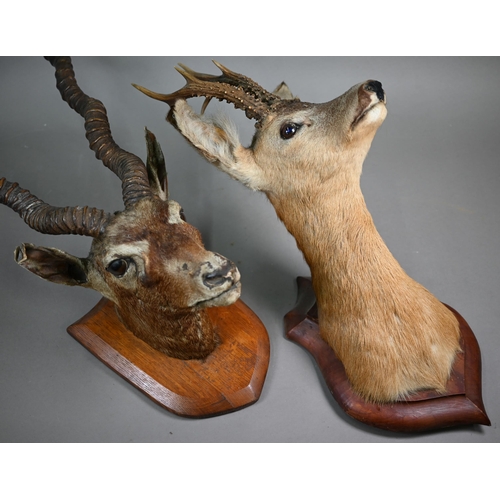 1173 - Taxidermy - An Indian black buck head and a roe deer, mounted on oak shields (2)