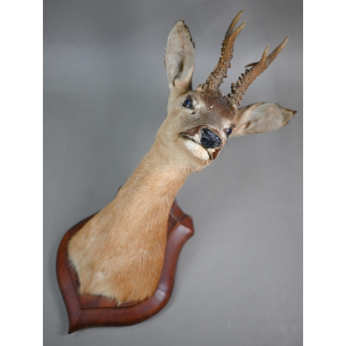 1173 - Taxidermy - An Indian black buck head and a roe deer, mounted on oak shields (2)