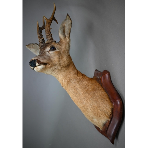 1173 - Taxidermy - An Indian black buck head and a roe deer, mounted on oak shields (2)