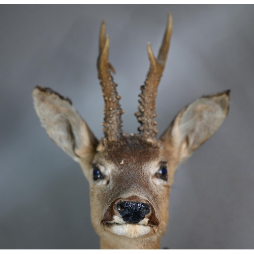 1173 - Taxidermy - An Indian black buck head and a roe deer, mounted on oak shields (2)