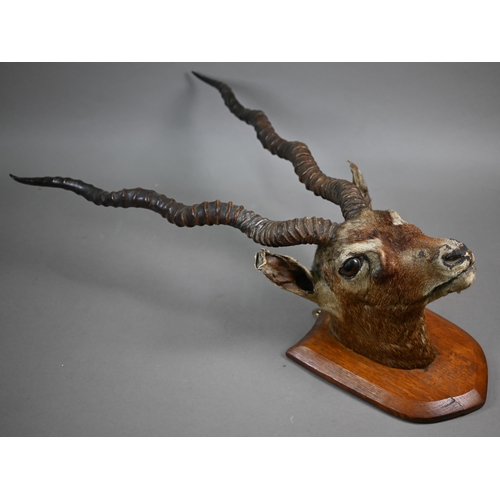 1173 - Taxidermy - An Indian black buck head and a roe deer, mounted on oak shields (2)