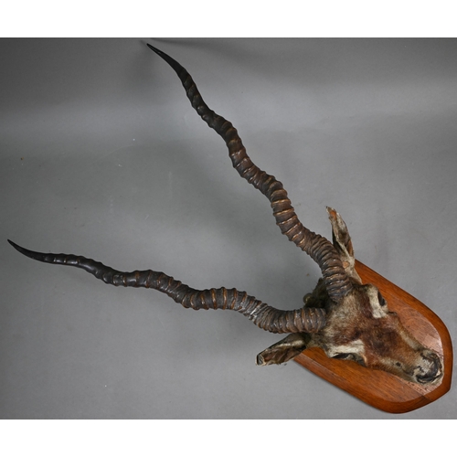 1173 - Taxidermy - An Indian black buck head and a roe deer, mounted on oak shields (2)