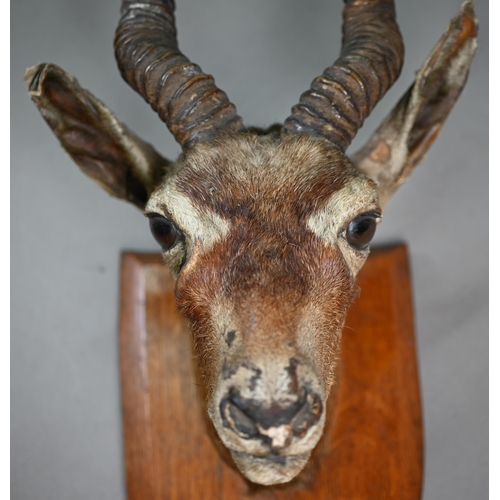 1173 - Taxidermy - An Indian black buck head and a roe deer, mounted on oak shields (2)