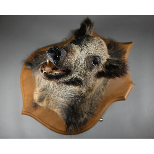 1174 - Taxidermy - A wild boar's head, mounted on stained wood shield