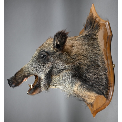 1174 - Taxidermy - A wild boar's head, mounted on stained wood shield