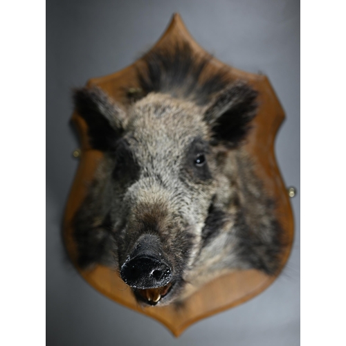 1174 - Taxidermy - A wild boar's head, mounted on stained wood shield