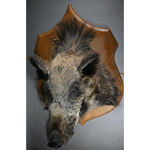 1174 - Taxidermy - A wild boar's head, mounted on stained wood shield