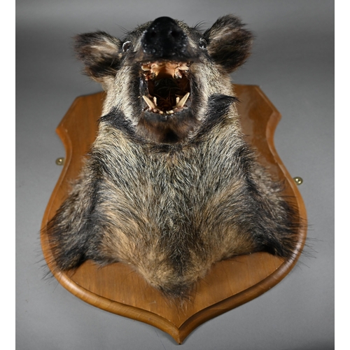 1174 - Taxidermy - A wild boar's head, mounted on stained wood shield