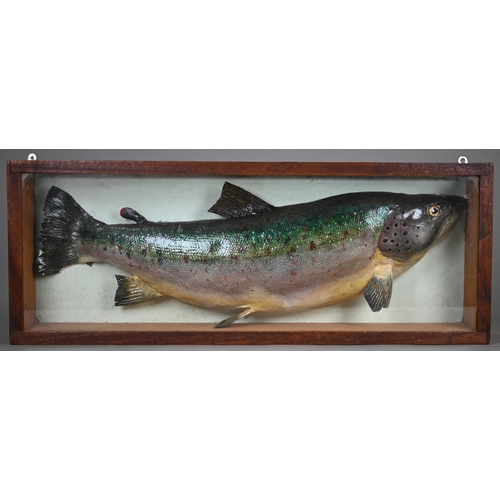 1175 - Taxidermy - A large rainbow trout, 52 cm long, in glazed case