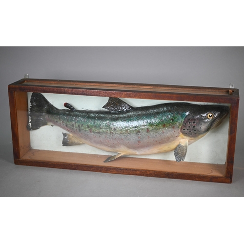 1175 - Taxidermy - A large rainbow trout, 52 cm long, in glazed case