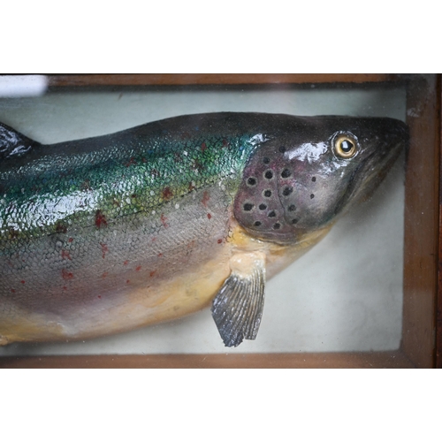 1175 - Taxidermy - A large rainbow trout, 52 cm long, in glazed case