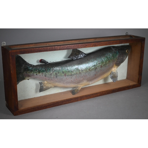 1175 - Taxidermy - A large rainbow trout, 52 cm long, in glazed case