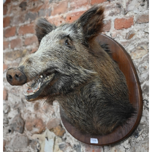 1176 - Taxidermy - A boar's head, on oak shield