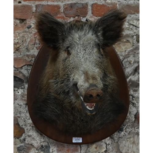 1176 - Taxidermy - A boar's head, on oak shield