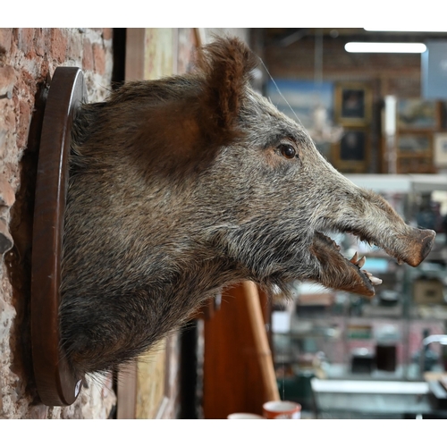 1176 - Taxidermy - A boar's head, on oak shield