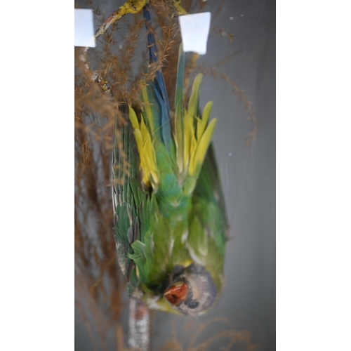 1177 - Taxidermy - A Victorian exotic bird under glass dome