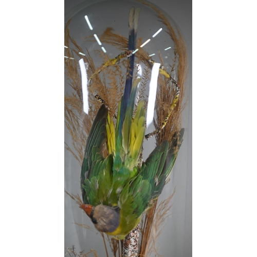 1177 - Taxidermy - A Victorian exotic bird under glass dome