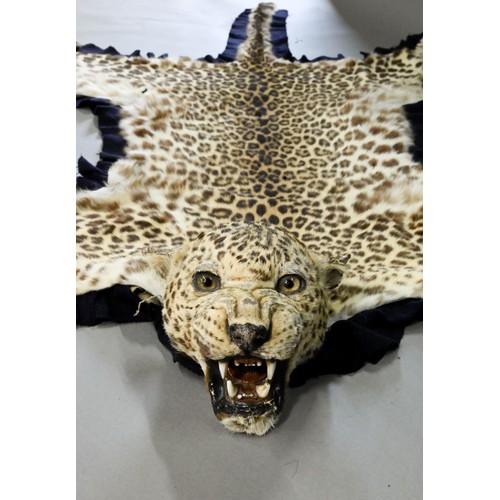 843 - Taxidermy: An Indian leopard skin rug (Panthera Pardus Fusca) by Van Ingen & Van Ingen, Mysore c... 