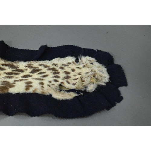 843 - Taxidermy: An Indian leopard skin rug (Panthera Pardus Fusca) by Van Ingen & Van Ingen, Mysore c... 