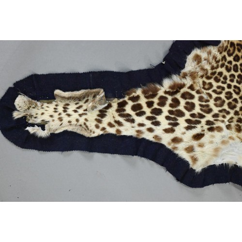 843 - Taxidermy: An Indian leopard skin rug (Panthera Pardus Fusca) by Van Ingen & Van Ingen, Mysore c... 