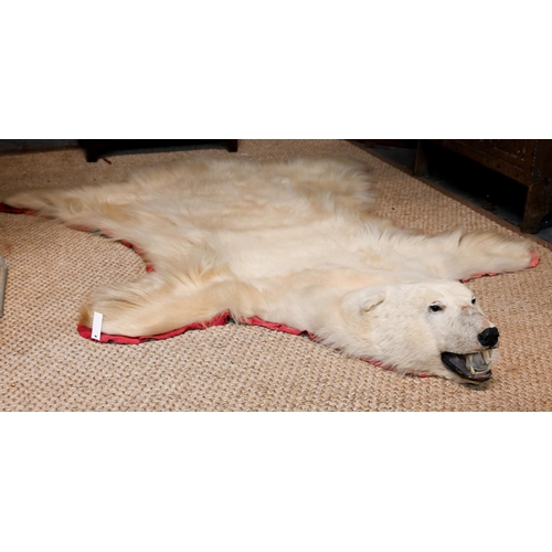 842 - A large vintage Canadian polar bear full head taxidermy skin with head circa. 1970s, tanned and line... 