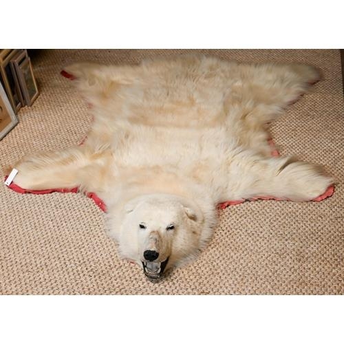 842 - A large vintage Canadian polar bear full head taxidermy skin with head circa. 1970s, tanned and line... 