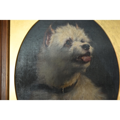 765 - Early 20th century English school - Study of a white Yorkshire Terrier,  oil on canvas, 42 x 31 cm (... 