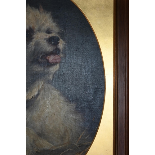 765 - Early 20th century English school - Study of a white Yorkshire Terrier,  oil on canvas, 42 x 31 cm (... 