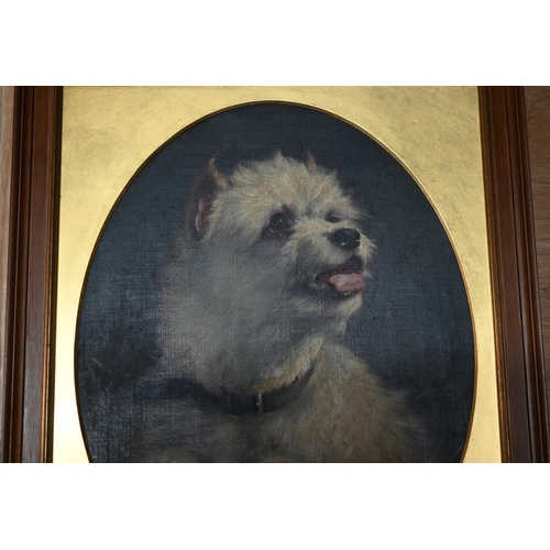 765 - Early 20th century English school - Study of a white Yorkshire Terrier,  oil on canvas, 42 x 31 cm (... 