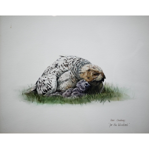 339 - # Don Cordery - 'For the Wisdom's', two watercolour studies - seal pup on flat rocks, signed and ins... 