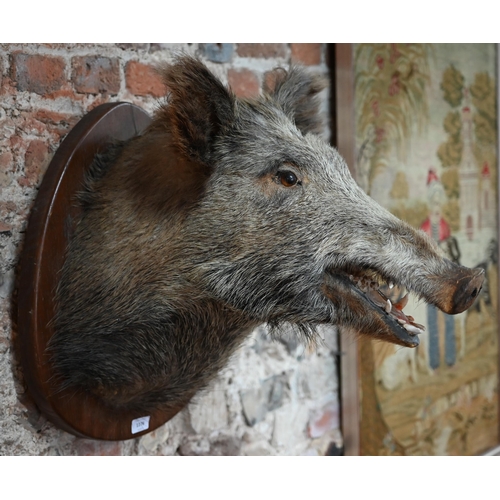 399 - Taxidermy - A boar's head, on oak shield