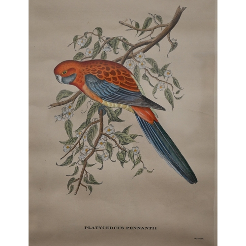 311 - Archibald Thorburn reproduction pheasant print, 32 x 51 cm to/w two exotic bird prints after Gould '... 