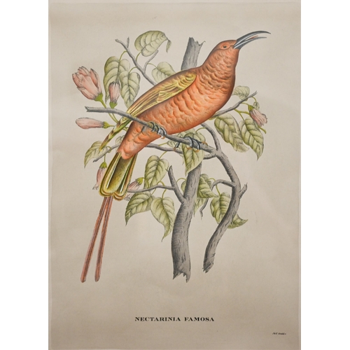 311 - Archibald Thorburn reproduction pheasant print, 32 x 51 cm to/w two exotic bird prints after Gould '... 