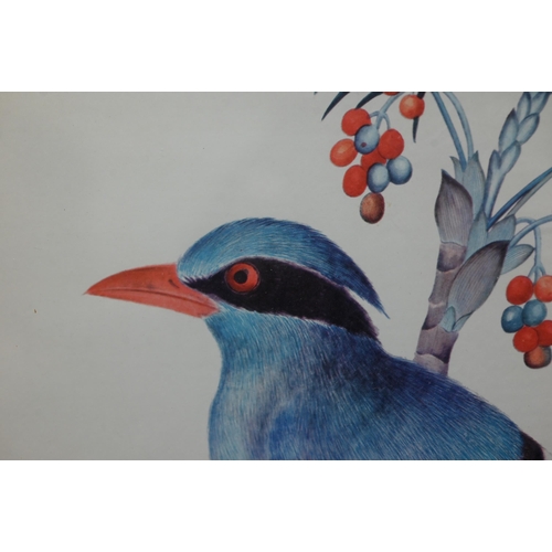 355 - A set of four prints of exotic birds on flowering branches, 30 x 35 cm (4)