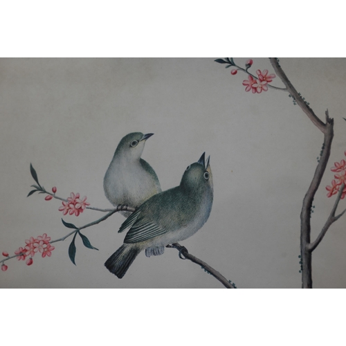 355 - A set of four prints of exotic birds on flowering branches, 30 x 35 cm (4)