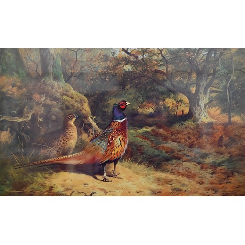 311 - Archibald Thorburn reproduction pheasant print, 32 x 51 cm to/w two exotic bird prints after Gould '... 