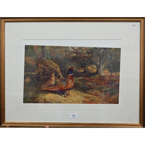 311 - Archibald Thorburn reproduction pheasant print, 32 x 51 cm to/w two exotic bird prints after Gould '... 