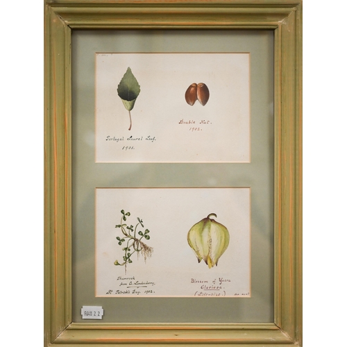 350 - Two Edwardian watercolour botantical studies, 22 x 47 cm and 33 x 23 cm overall (2)