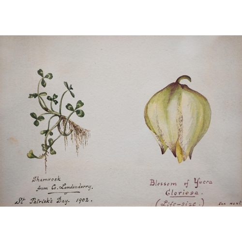 350 - Two Edwardian watercolour botantical studies, 22 x 47 cm and 33 x 23 cm overall (2)