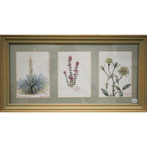 350 - Two Edwardian watercolour botantical studies, 22 x 47 cm and 33 x 23 cm overall (2)